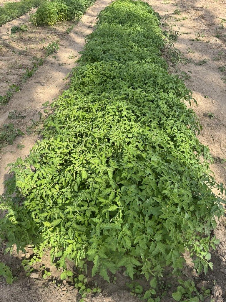 Parcelle de manioc