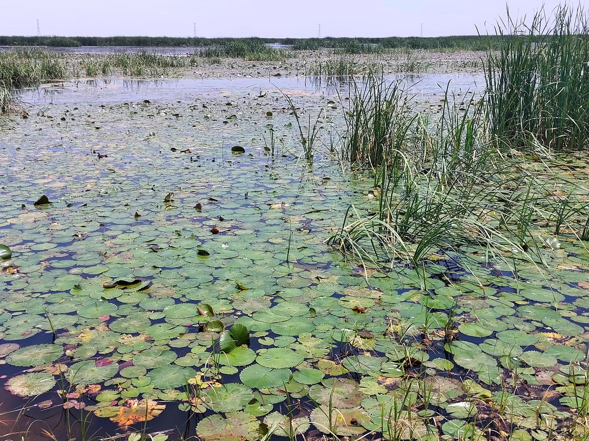 Zone humide couverte de nénuphars et bordée de roselières