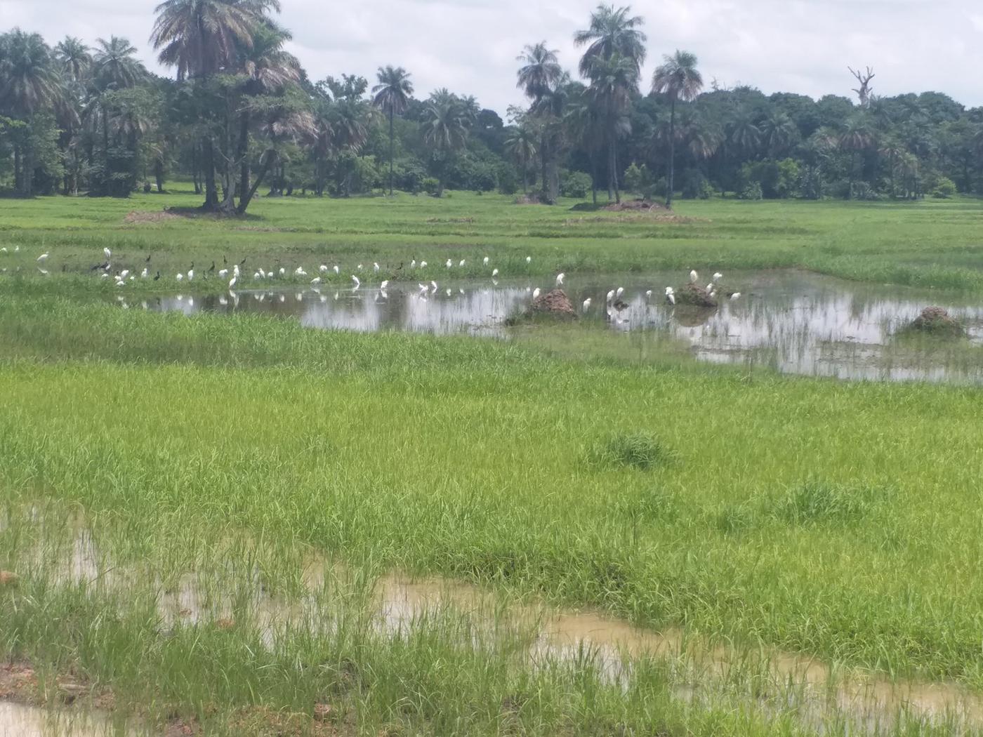 Zone humide fréquentée par une colonie d’oiseaux d’eau